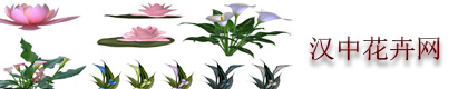 花卉網-專注室內花卉盆景種植及花卉養殖知識分享