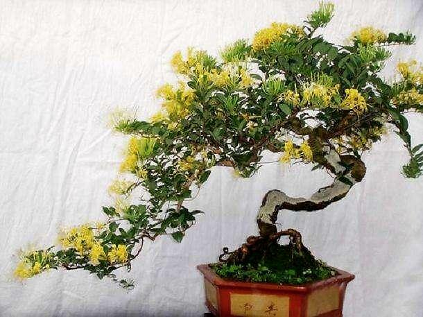 金銀花的種植方法與管理方法