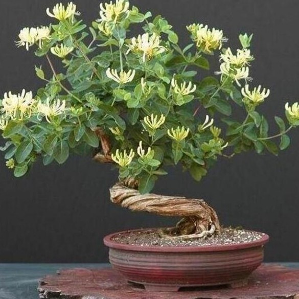 金銀花如何種植 盆栽金銀花種植的注意事項