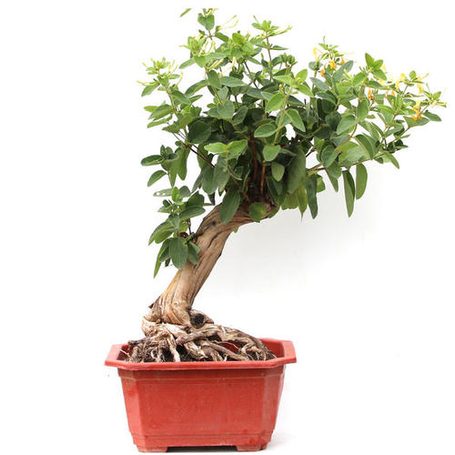 金銀花如何種植?金銀花的種植要點有哪些