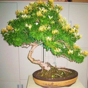 金銀花什么時候用除草劑?金銀花除草劑使用要點有哪些