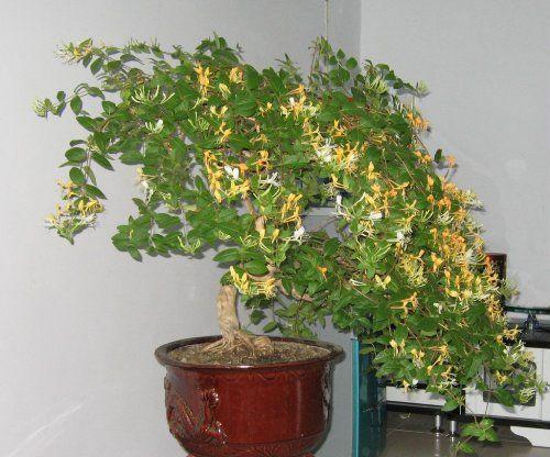 金銀花如何管理 金銀花的種植技巧有哪些