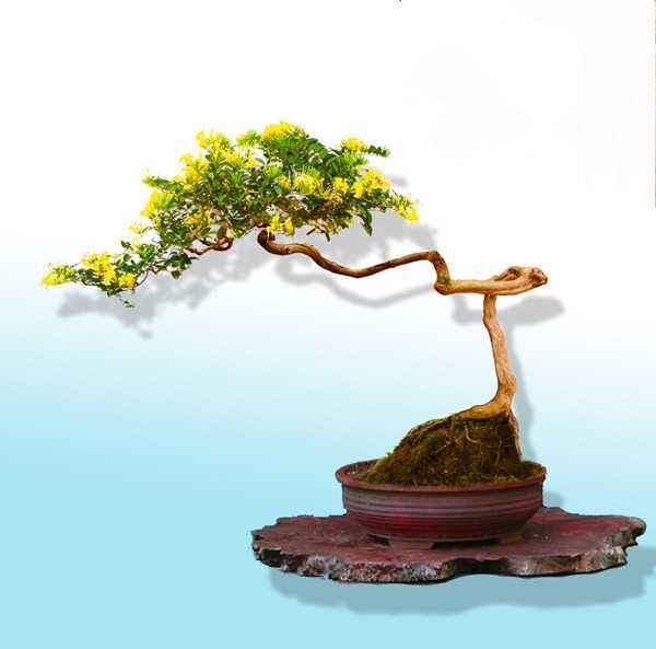 金銀花怎么種植?金銀花的人工種植技巧是什么