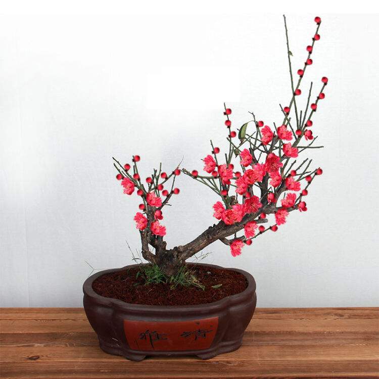 梅花盆景怎么種植?種植梅花盆景的方法