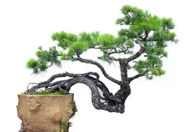 造型油松盆景葉面發黃的原因有哪些