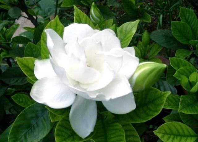 梔子花葉子發黃是什么原因?梔子花葉子發黃的處理方法有哪些?