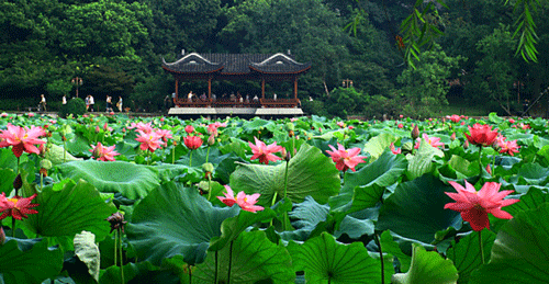 西湖荷花圖片大全