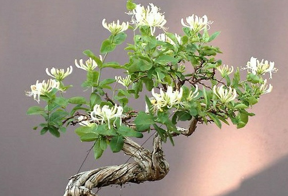 金銀花種植方法和管理技巧是什么