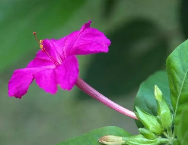 紫茉莉病蟲害的癥狀及防治方法