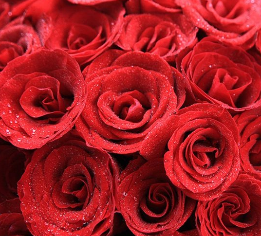 玫瑰的花語 不同花色玫瑰花花語