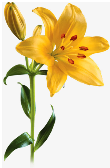 image.png