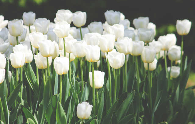 郁金香的花語 郁金香花語大全