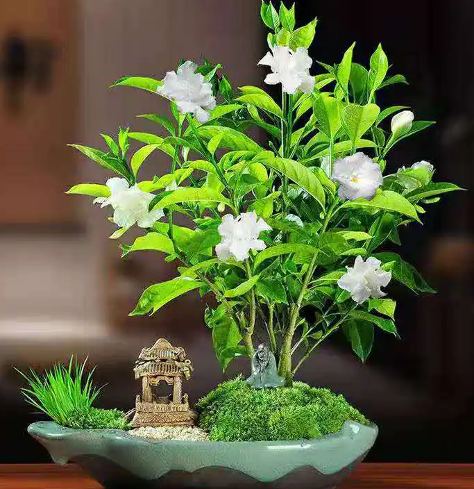 室內盆栽丁香花怎么養 室內盆栽丁香花的方法
