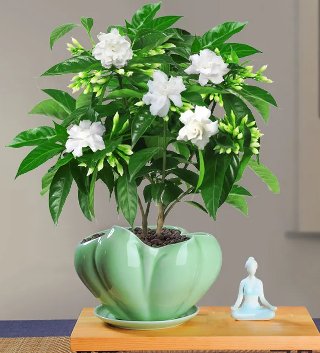 丁香花的病蟲防治及種植方法有哪些