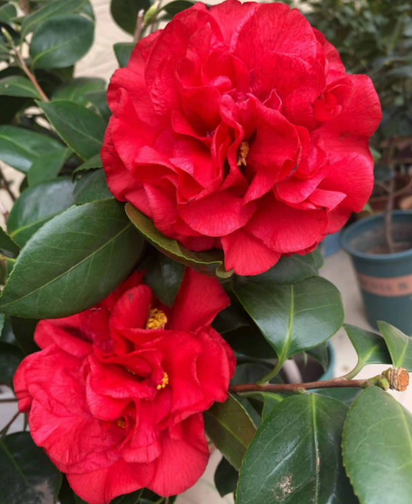 茶花不開花是什么原因?如何讓茶花開花?