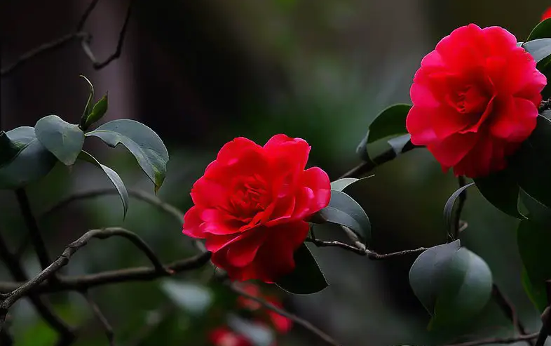 茶花是什么花 茶花怎么養