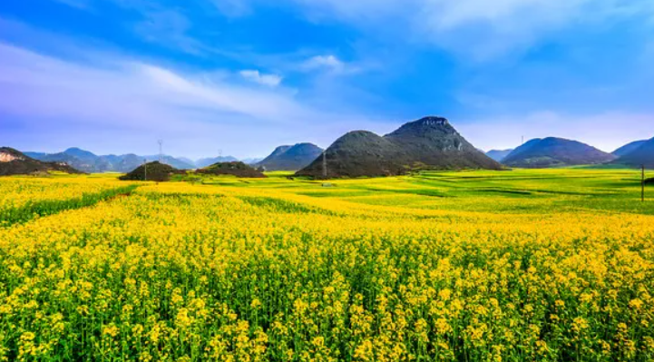 油菜花的花語是什么?油菜花的寓意和象征是什么?