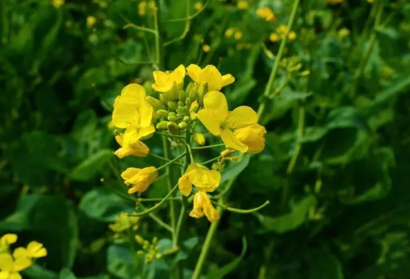 油菜花是一種什么花卉植物?油菜花的別名及簡介