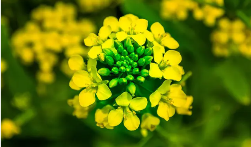 油菜花是什么樣子的?油菜花圖片及形態特征介紹