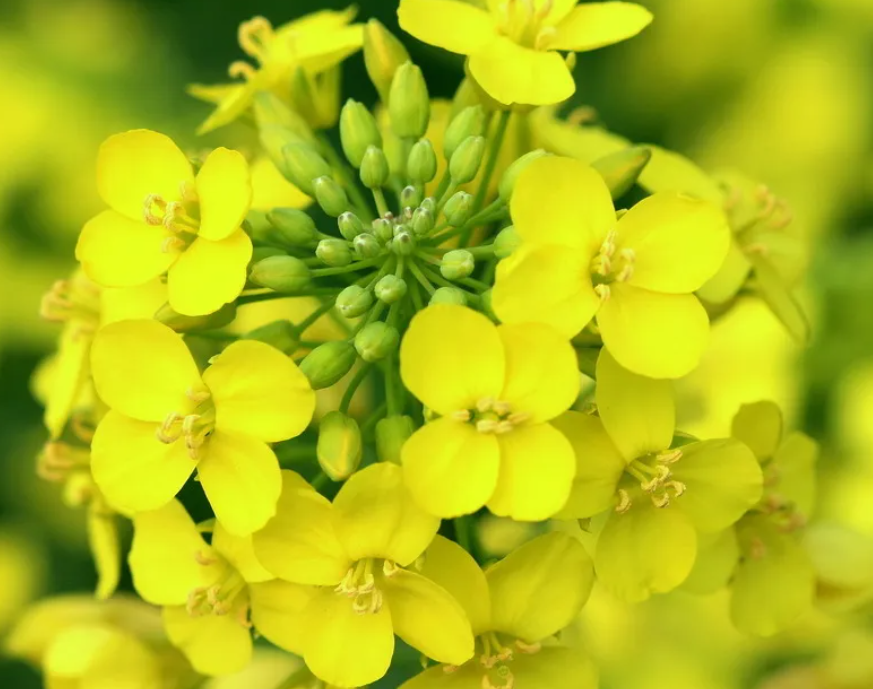 油菜花是什么樣子的?油菜花圖片及形態特征介紹.png