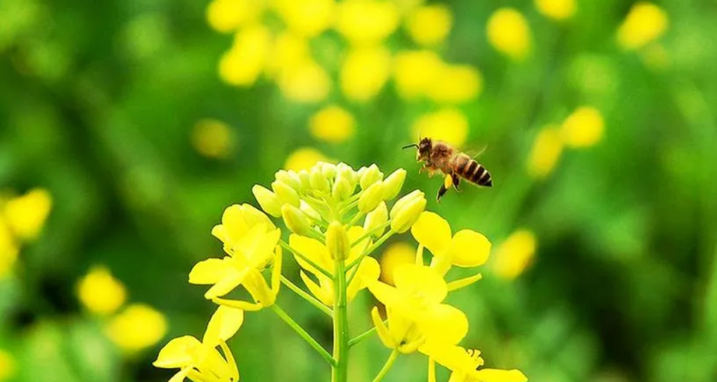 油菜花怎么栽種?油菜花的生態習性和對生長環境的要求