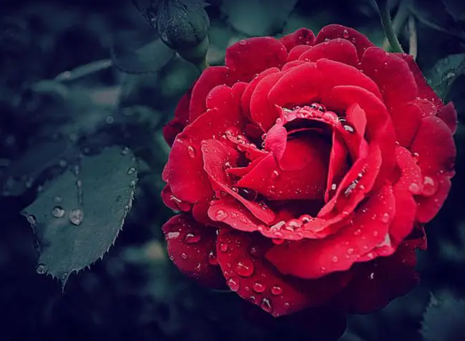 玫瑰花的種植技術，玫瑰花的養殖方法和注意事項