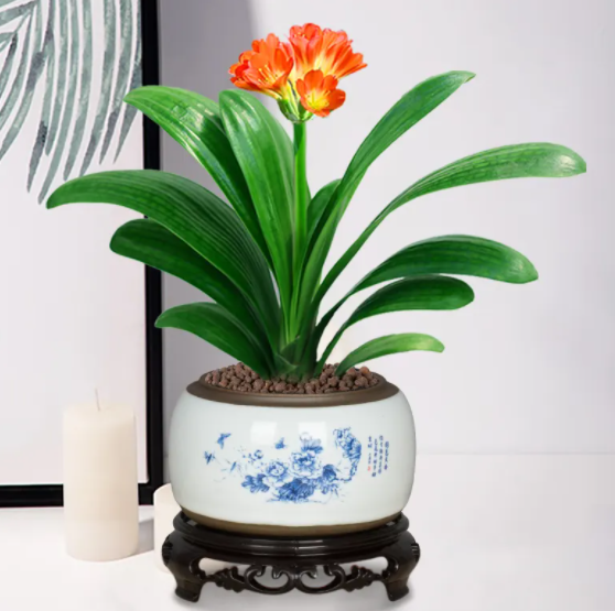 花卉盆景進行松土是非常必要的 那么如何進行松土