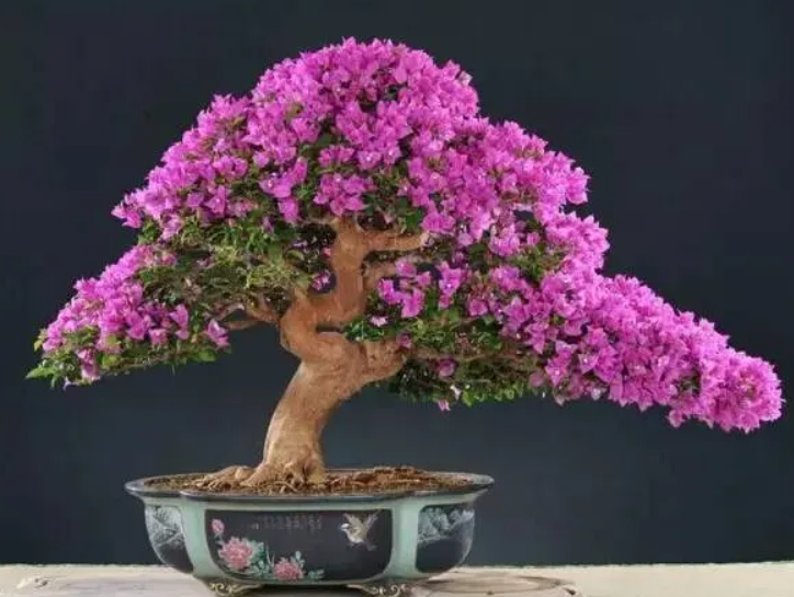 花卉盆景進行松土是非常必要的 那么如何進行松土.png