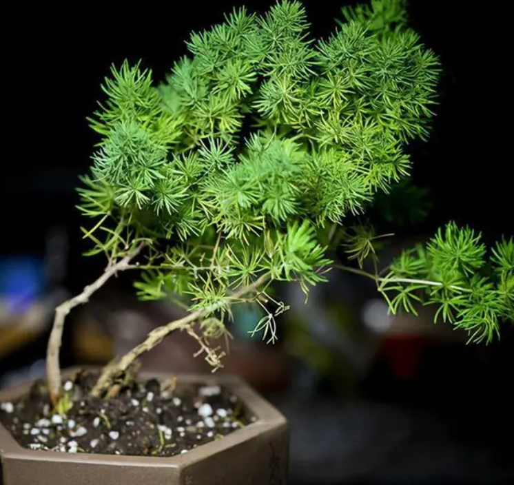 蓬萊松用深盆還是淺盆 蓬萊松換盆方法