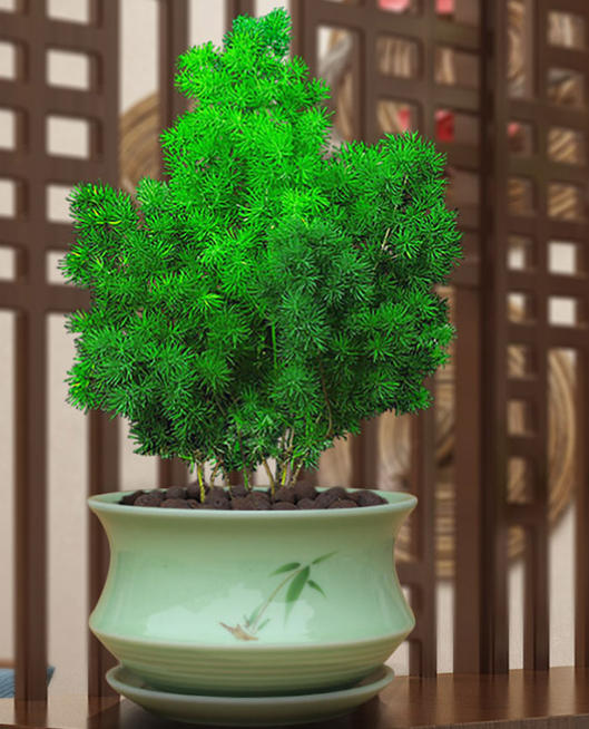 蓬萊松盆景如何上盆 蓬萊松上盆注意事項及養護方法