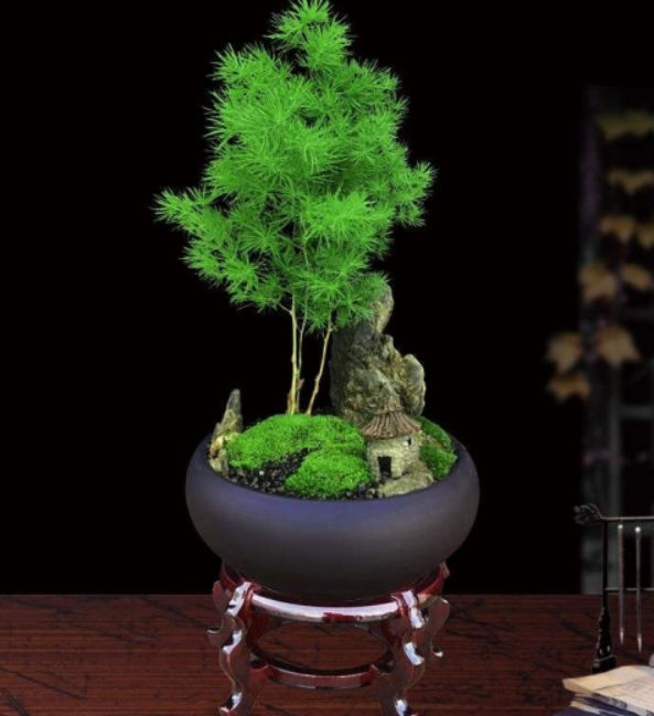 蓬萊松盆景的制作方法以及養護技巧有哪些