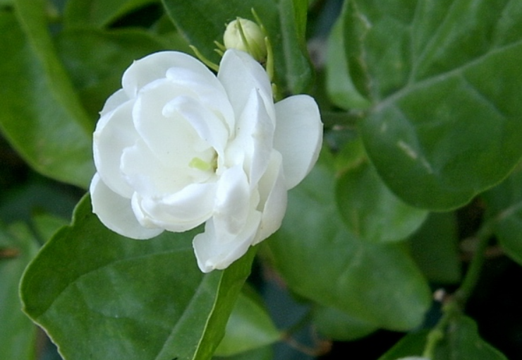 茉莉花的花語是啥