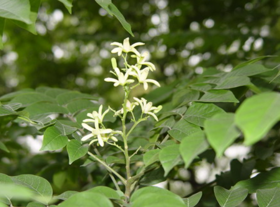 白椿花語