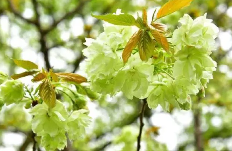 綠色櫻花的花語