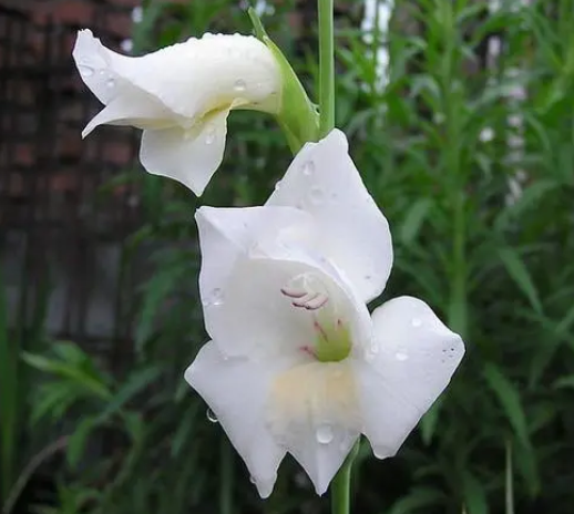 唐菖蒲花語