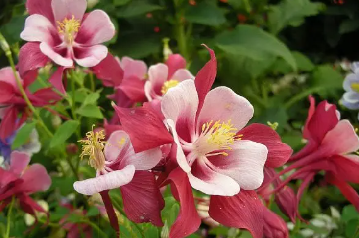 耬斗菜花語