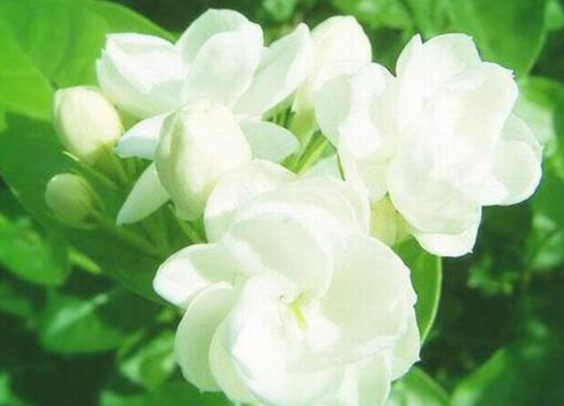 茉莉花的花語和寓意