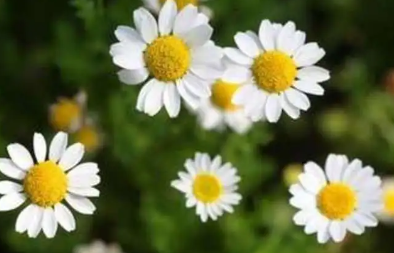 小菊花的花語是什么