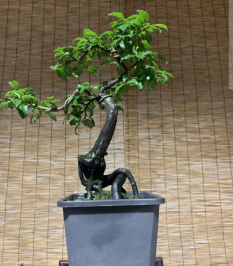 金彈子如何嫁接?金彈子的嫁接方法