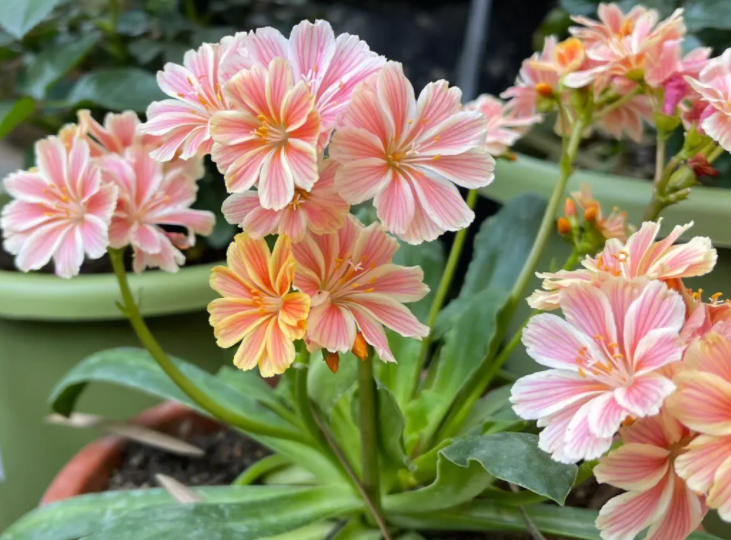 種植露微花可以用什么方法呢?露微花的繁殖方法